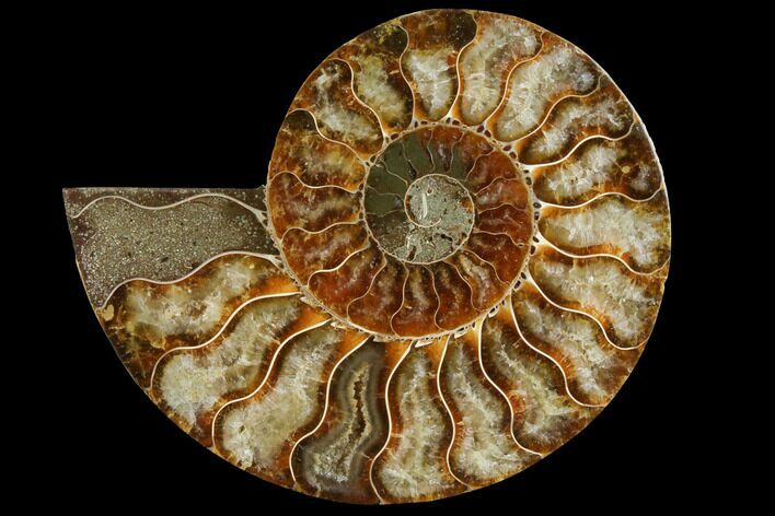 Agatized Ammonite Fossil (Half) - Crystal Chambers #111494
